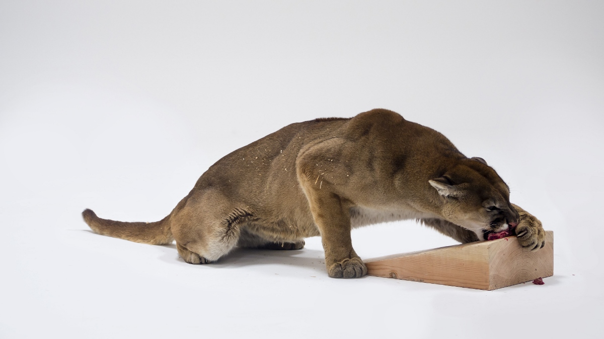 Charles Ray – Mountain Lion Attacking a Dog